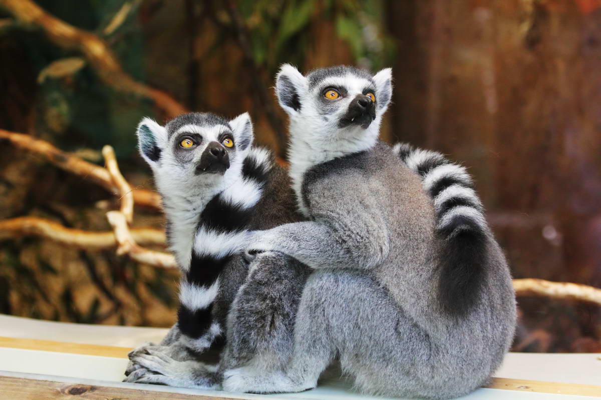 bioparco di Roma