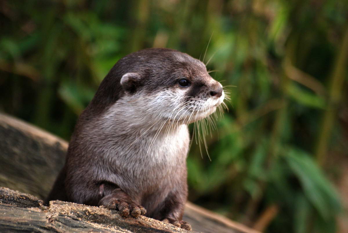 lontra
