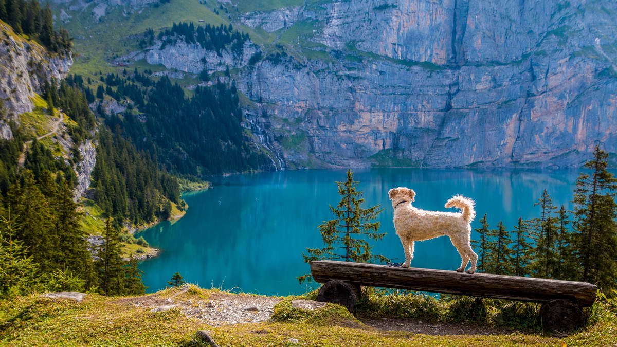 vacanza a quattro zampe