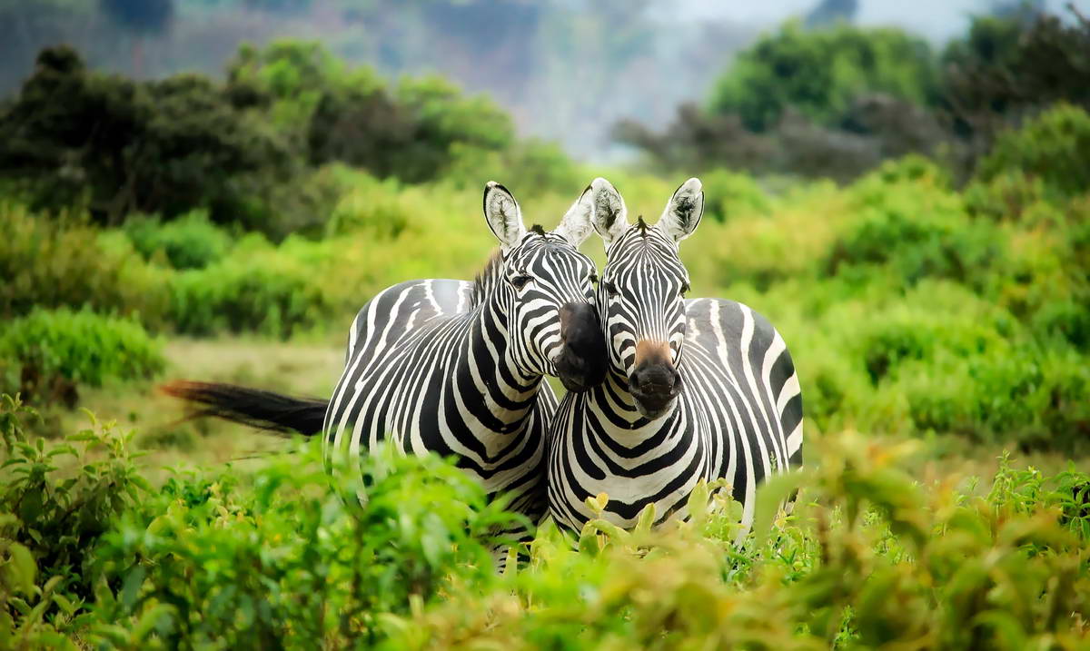 zoo safari in Italia